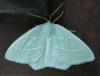 Hemistola chrysoprasaria